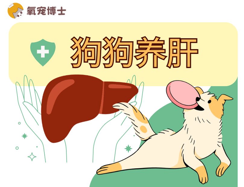 狗狗养肝食物大全