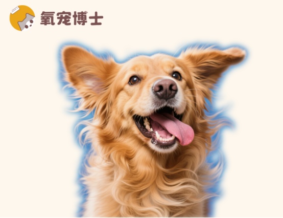 狗狗总是甩头甩耳朵是怎么回事？