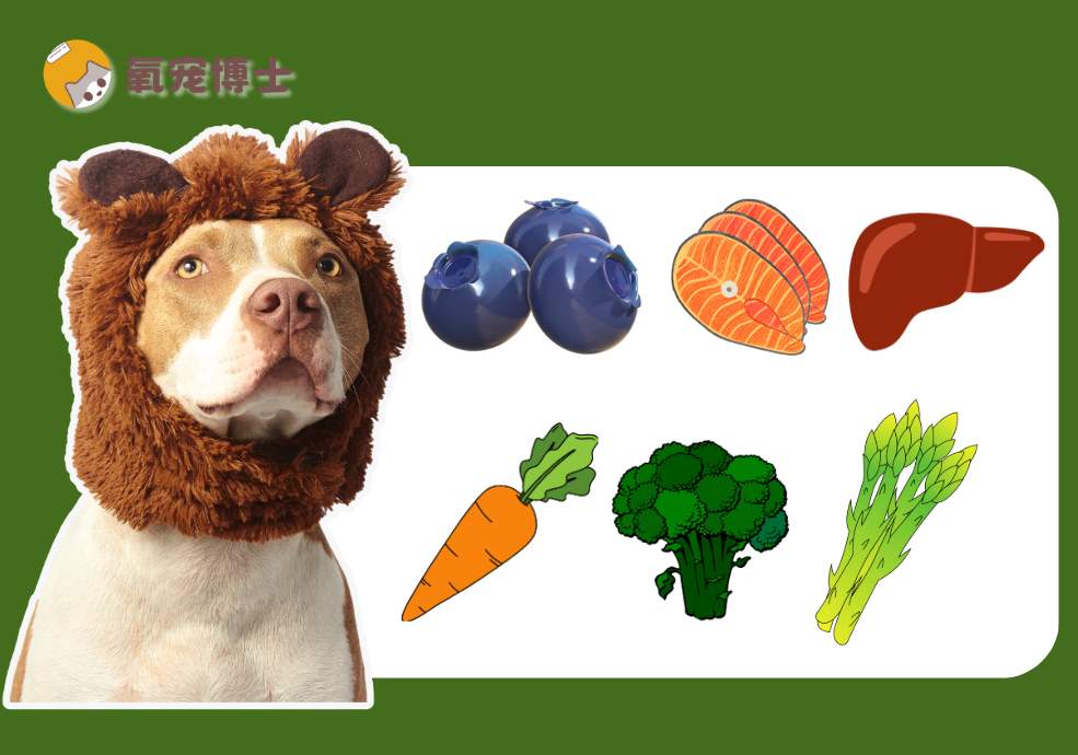 老年犬视力衰退？可以多喂这几种食物