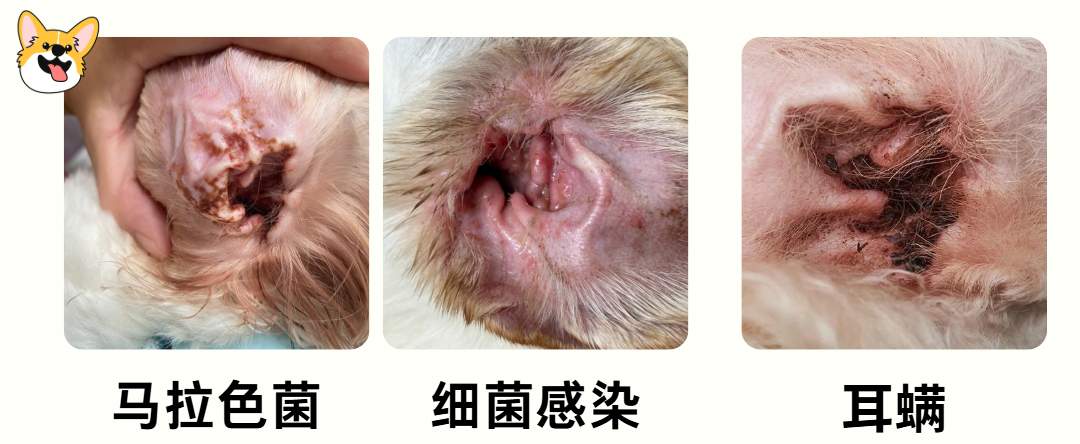 狗狗总是甩头甩耳朵的原因