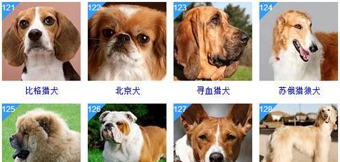 《探寻最喜欢的宠物狗品种大全》（一起探索178个宠物狗品种，寻找真爱）