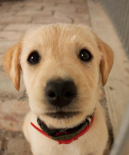 《探寻最喜欢的宠物狗品种大全》（一起探索178个宠物狗品种，寻找真爱）