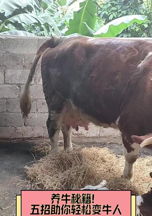 避免犯下以饲养法牛的5大禁忌（为了牛的福祉和养殖效益，请牧场主们谨记以下禁忌）