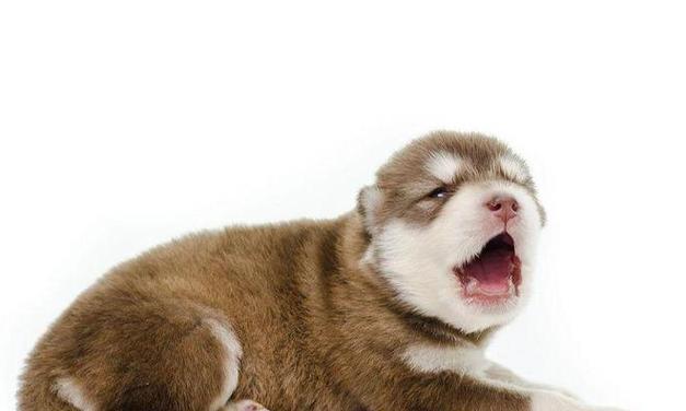 揭秘狗狗缺水的表现，了解它的重要性（掌握狗狗缺水的迹象，保护它的健康）