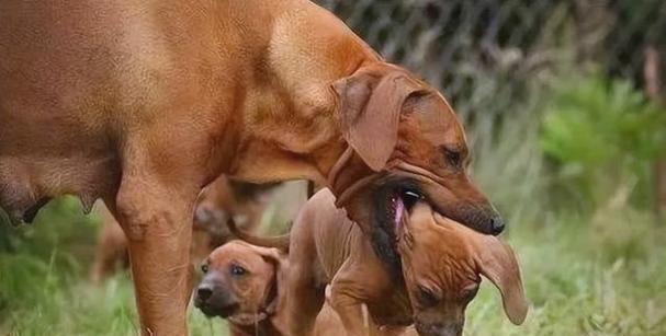 母狗产后多久可以洗澡？（了解适当的时间和方式，呵护新妈妈的健康）