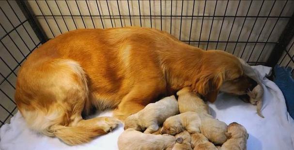 母狗产后多久可以洗澡？（了解适当的时间和方式，呵护新妈妈的健康）