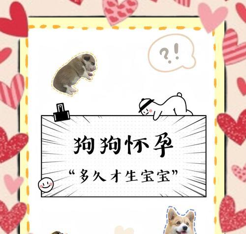 狗狗怀孕多久可以洗澡？（科学护理，守护母犬健康）