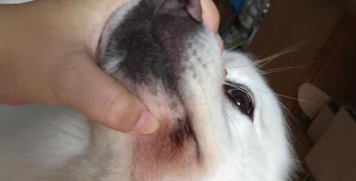 了解狗狗口腔溃疡的常见症状（口腔溃疡）