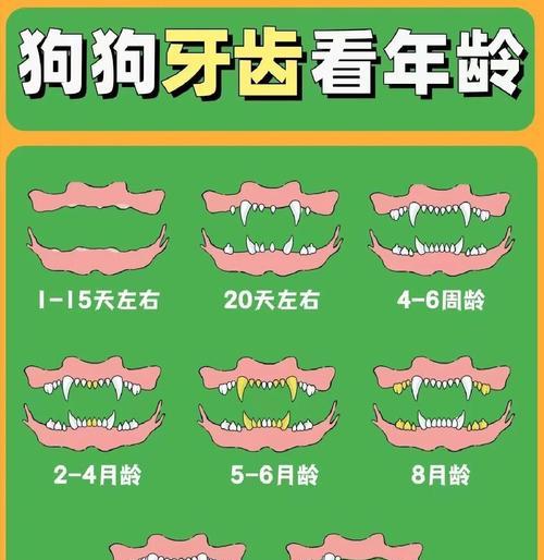 狗狗牙齿的生长与掉落（了解狗狗的牙齿生命周期及掉牙过程）