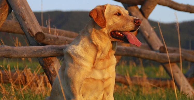 拉布拉多的合适喂食量（探讨拉布拉多每天最合适的喂食量及喂食技巧）