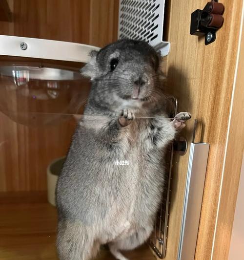 科学喂养龙猫，守护它的营养均衡（了解龙猫的食物需求，给它提供科学的饮食）