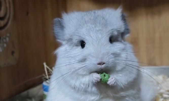 科学喂养龙猫，守护它的营养均衡（了解龙猫的食物需求，给它提供科学的饮食）