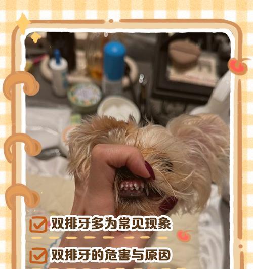 狗狗牙齿的生长与掉落（了解狗狗的牙齿生命周期及掉牙过程）