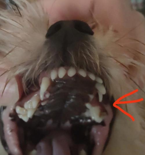 狗狗牙齿的生长与掉落（了解狗狗的牙齿生命周期及掉牙过程）