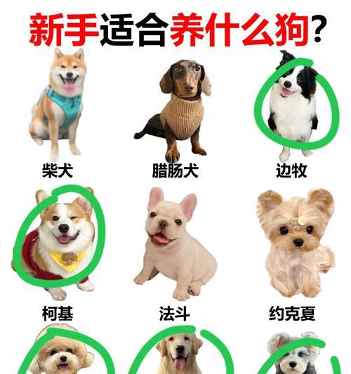 宠物世界的品种选择——你的理想伴侣（了解不同品种的宠物，找到适合自己的伙伴）