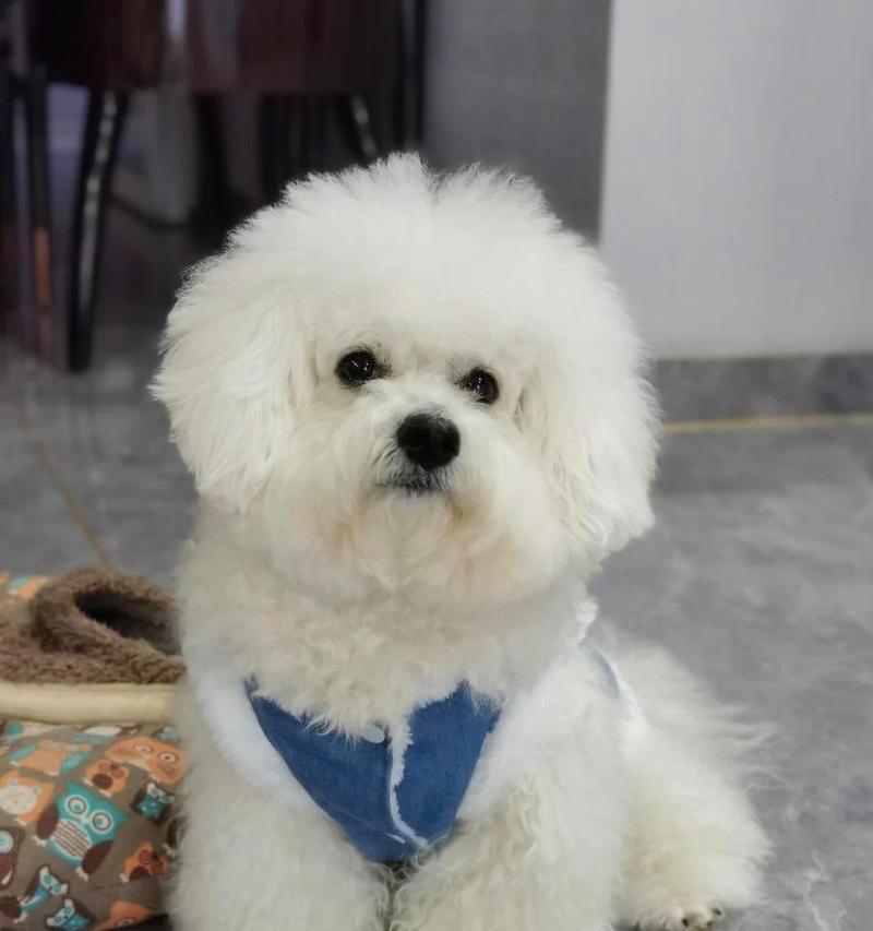 宠物世界的品种选择——你的理想伴侣（了解不同品种的宠物，找到适合自己的伙伴）