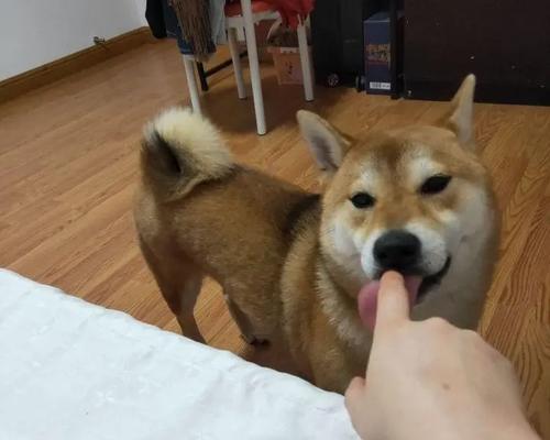 宠物黏人大揭秘（揭开宠物黏人的神秘面纱，看看它们心甘情愿的理由是什么！）