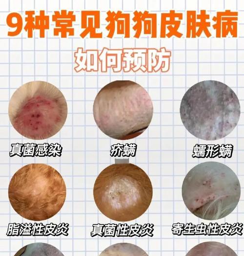 狗狗癣症的治疗方法和药物推荐（了解狗狗癣症状及其最佳治疗方法）