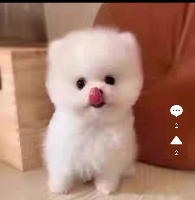 外国最受欢迎的7种小型犬（探索外国人心目中最受欢迎的小型犬，）