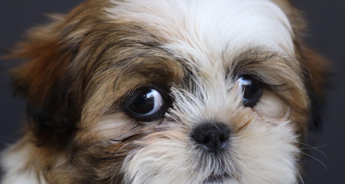 外国最受欢迎的7种小型犬（探索外国人心目中最受欢迎的小型犬，）