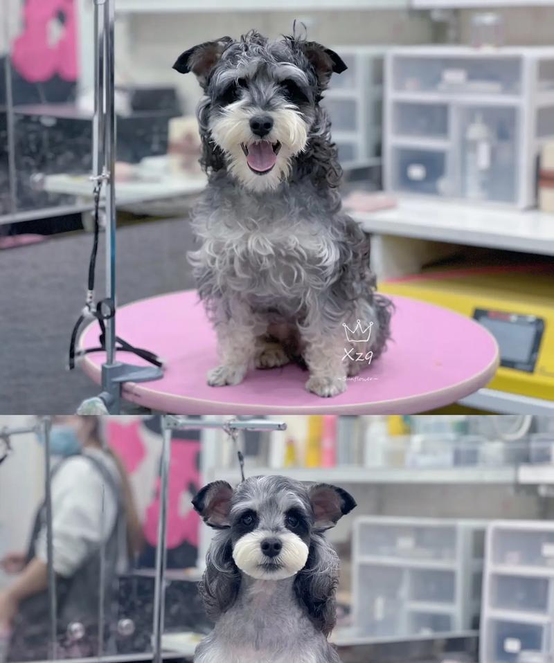 雪纳瑞腿毛的生长周期（揭秘雪纳瑞腿毛生长的时间和因素）