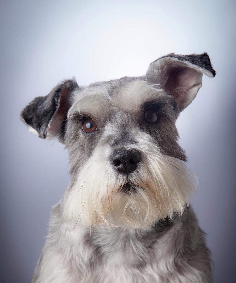 雪纳瑞腿毛的生长周期（揭秘雪纳瑞腿毛生长的时间和因素）