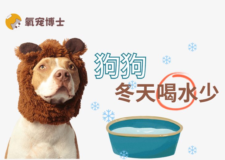 狗狗冬天不爱喝水怎么办？