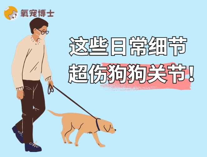 伤害狗狗关节的行为