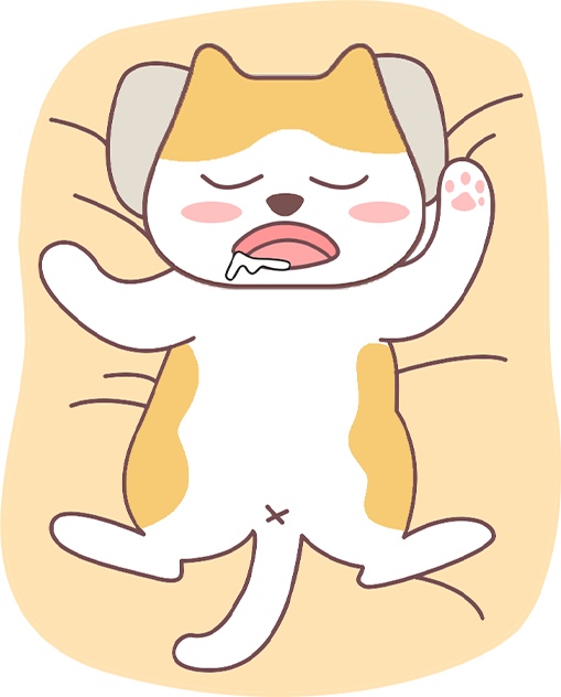 猫咪养得好的表现