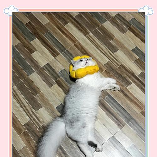 猫绝育手术后的醒来时间及注意事项（了解猫绝育手术后的恢复情况，守护爱宠健康）