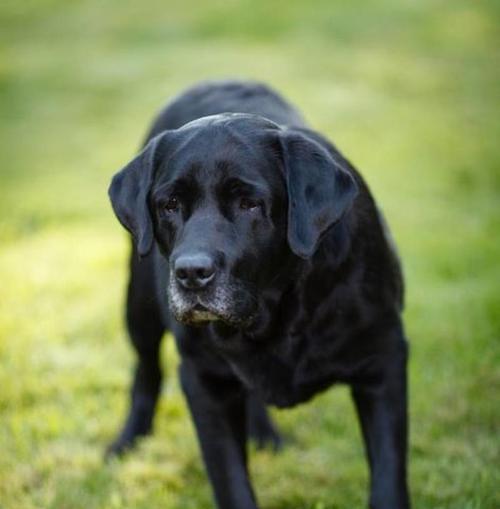 饲养拉布拉多幼犬的指南（从小狗到忠实伙伴，关键在于正确的养育方式）