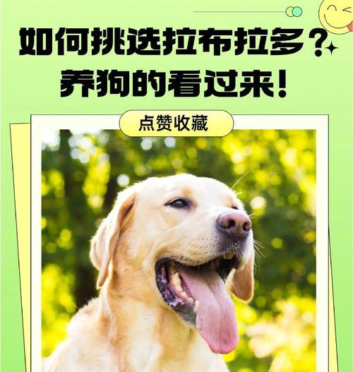 饲养拉布拉多幼犬的指南（从小狗到忠实伙伴，关键在于正确的养育方式）