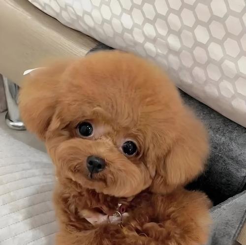 泰迪犬指甲修剪指南（了解适宜的修剪时间和方法，让你的泰迪宠物健康快乐）