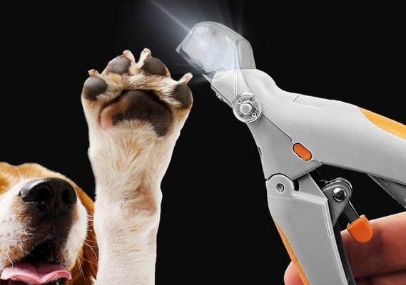 泰迪犬指甲修剪指南（了解适宜的修剪时间和方法，让你的泰迪宠物健康快乐）