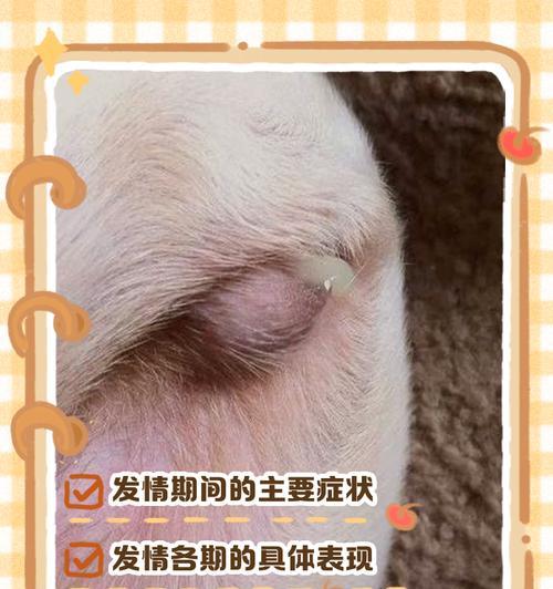 母狗怀孕的症状及其（了解母狗怀孕时的体征和表现）