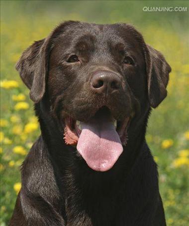 探索拉布拉多犬的品种特征和培养方法（拥抱最可爱的家庭宠物伴侣，让拉布拉多带给你无尽的快乐和陪伴）