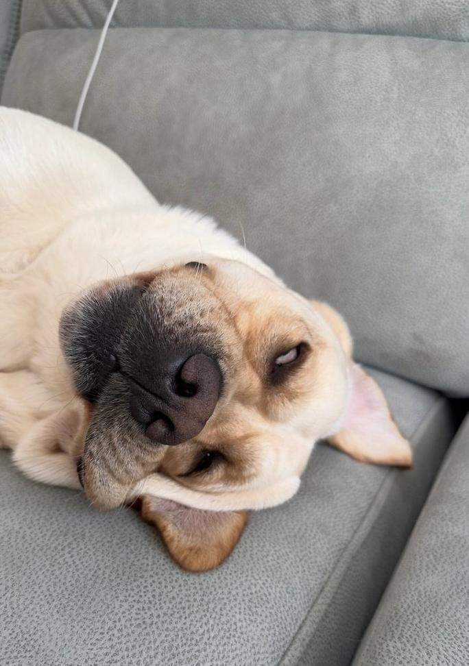 探索拉布拉多犬的品种特征和培养方法（拥抱最可爱的家庭宠物伴侣，让拉布拉多带给你无尽的快乐和陪伴）