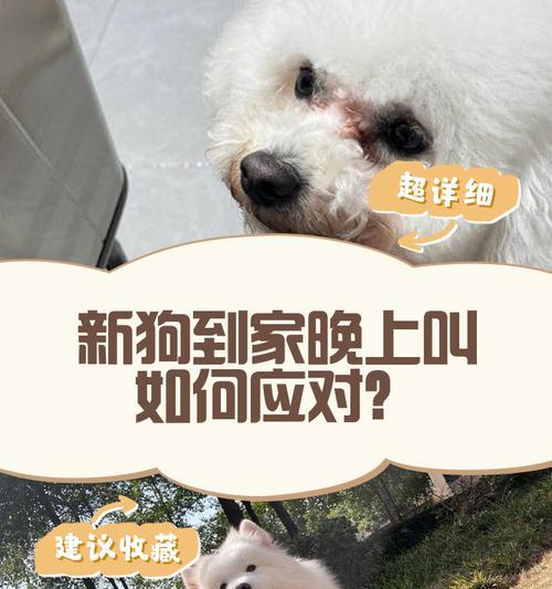 狗狗夜里叫声不止？这是为什么？（探究狗狗夜里叫声不停的原因及如何解决）