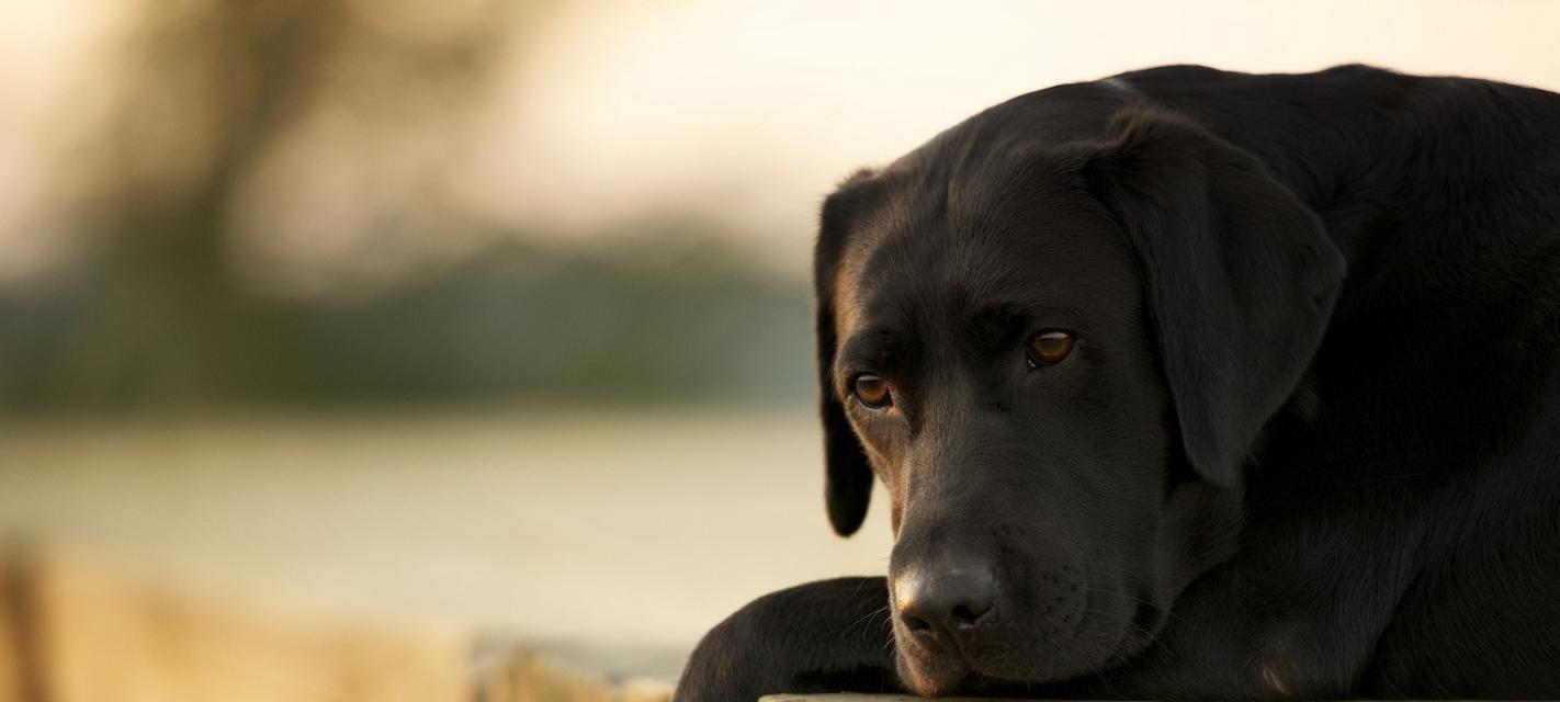 探索拉布拉多犬的品种特征和培养方法（拥抱最可爱的家庭宠物伴侣，让拉布拉多带给你无尽的快乐和陪伴）
