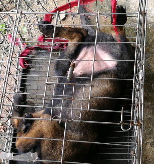 狗狗夜里叫声不止？这是为什么？（探究狗狗夜里叫声不停的原因及如何解决）