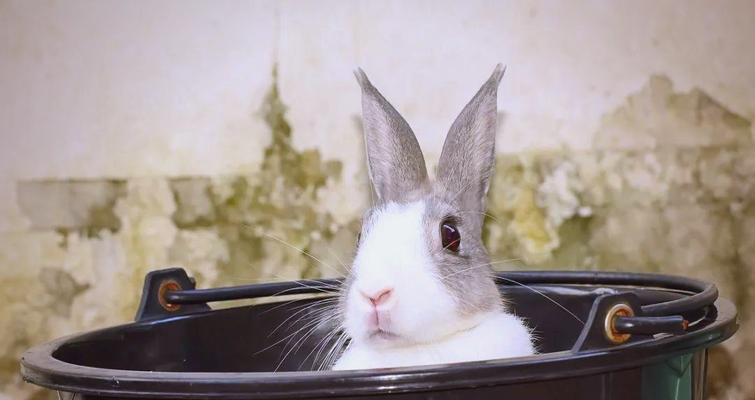 兔子对主人的不满表现及原因（了解兔子不满的表现和背后的原因，提升养兔技巧）