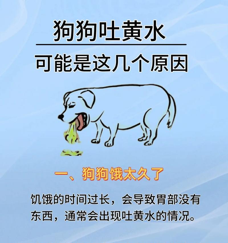 狗狗怀孕多久开始呕吐？（探究狗狗妊娠期早期的常见症状。）