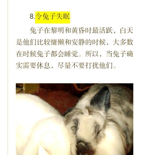 兔子对主人的不满表现及原因（了解兔子不满的表现和背后的原因，提升养兔技巧）