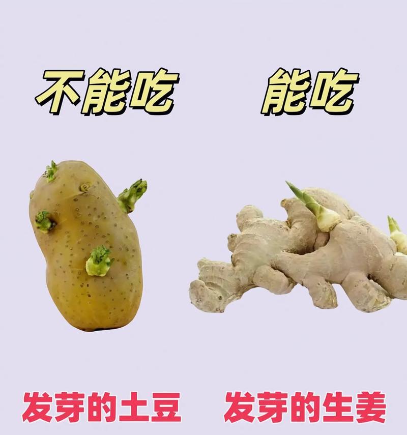 狗狗的水量需求（科普你的狗狗一天所需饮水量及水分摄入的关键）