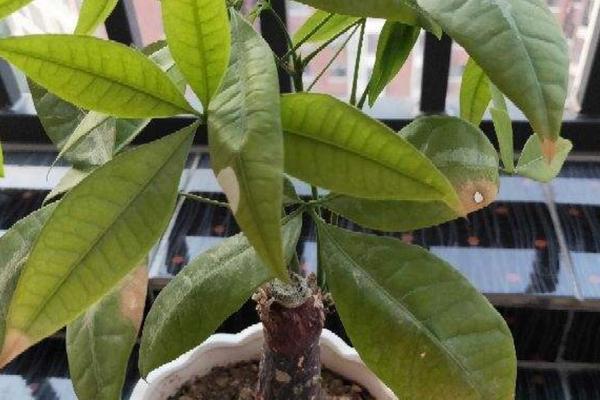 狗狗大便带血怎么办？找对原因才能对症下药（解读狗狗大便带血的原因及治疗方法）