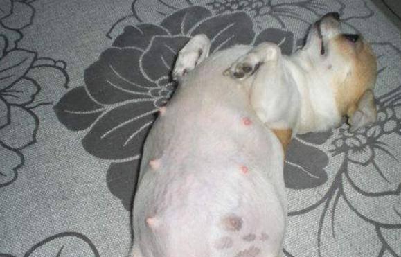 母狗怀孕的症状及其（了解母狗怀孕时的体征和表现）