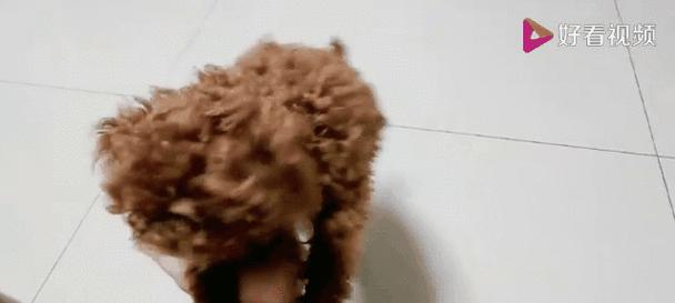 泰迪犬的洗澡时间与注意事项（探索泰迪犬洗澡的最佳时间和正确方式）