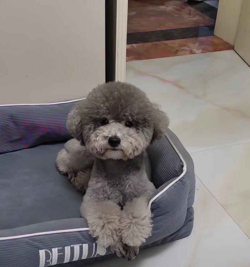 泰迪犬的洗澡时间与注意事项（探索泰迪犬洗澡的最佳时间和正确方式）