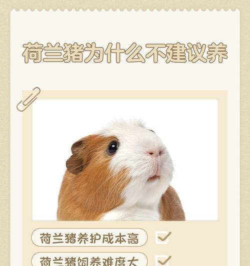 荷兰猪的市场上市时间及养殖周期（探索荷兰猪饲养时间的关键因素）