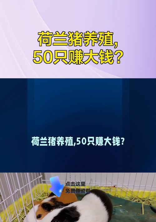 荷兰猪的市场上市时间及养殖周期（探索荷兰猪饲养时间的关键因素）